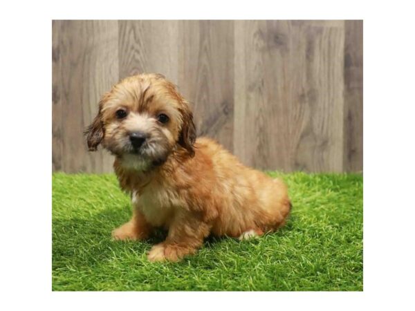 [#28718] Golden Female Yorkiepoo Puppies for Sale