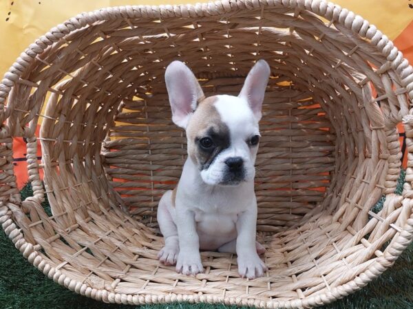 [#1446] Piebald Female French Bulldog Puppies for Sale