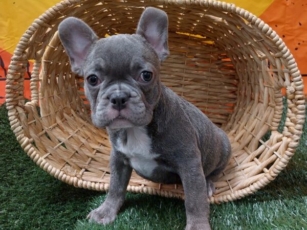 [#1436] Blue Female French Bulldog Puppies for Sale