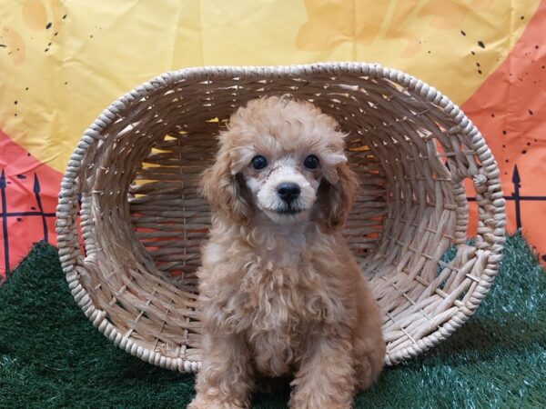 [#1444] Red Female Poodle Puppies for Sale