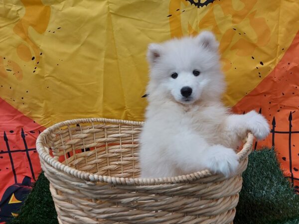 [#1440] White Female Samoyed Puppies for Sale