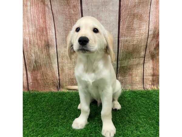[#28703] Cream Male Golden Retriever Puppies for Sale