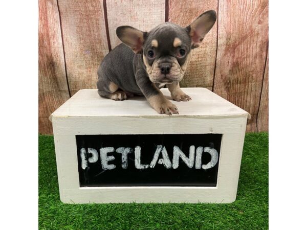 [#28699] Lilac / Tan Male French Bulldog Puppies for Sale