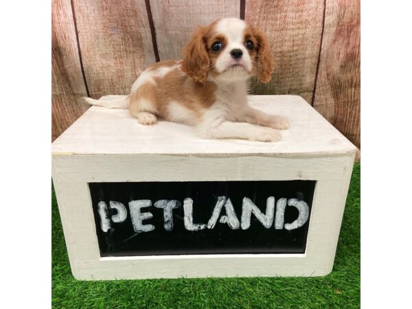 [#28698] Blenheim Female Cavalier King Charles Spaniel Puppies for Sale