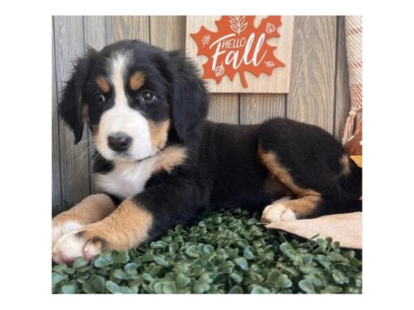 [#1449] Tri-Colored Female Bernese Mountain Dog Puppies for Sale