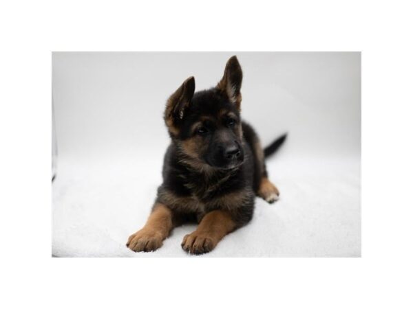 [#1450] Black / Red Female German Shepherd Dog Puppies for Sale