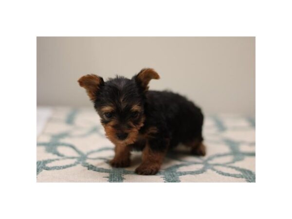 [#28719] Black / Tan Female Yorkshire Terrier Puppies for Sale