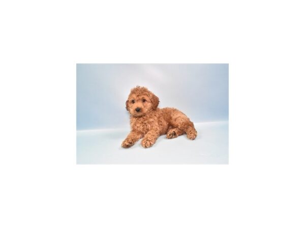 [#28724] Red Male Cockapoo Puppies for Sale