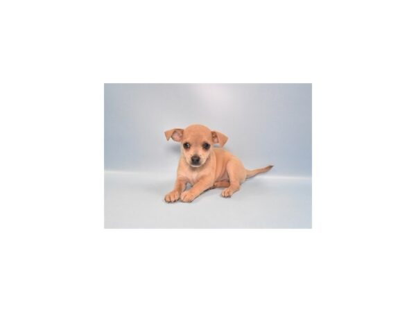 [#1451] Fawn Female Chihuahua Puppies for Sale