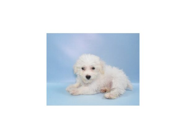 [#1452] White Male Yochon Puppies for Sale