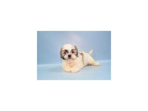 [#1455] Gold and White Female Shih Tzu Puppies for Sale