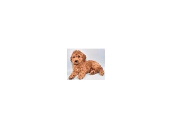 [#28724] Red Male Cockapoo Puppies for Sale