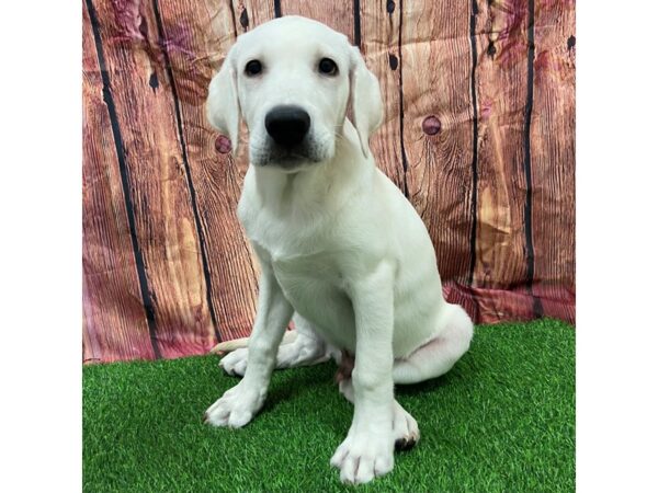 [#28601] Yellow Male Labrador Retriever Puppies for Sale
