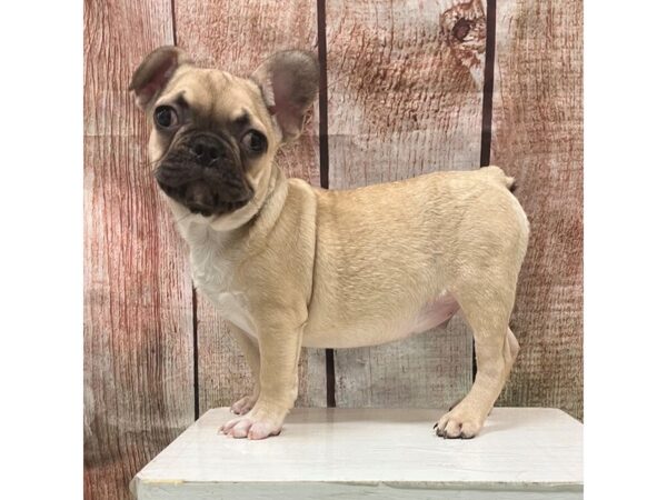 [#28627] Fawn Male French Bulldog Puppies for Sale