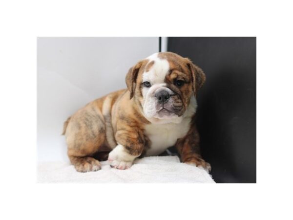 [#28683] Brindle Male English Bulldog Puppies for Sale