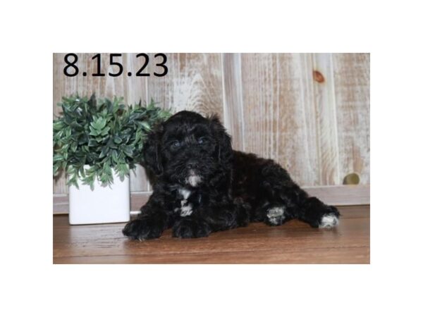 [#28687] Black Male Whoodle Puppies for Sale