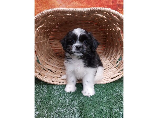 [#1426] Black / White Female Teddy Bear Puppies for Sale