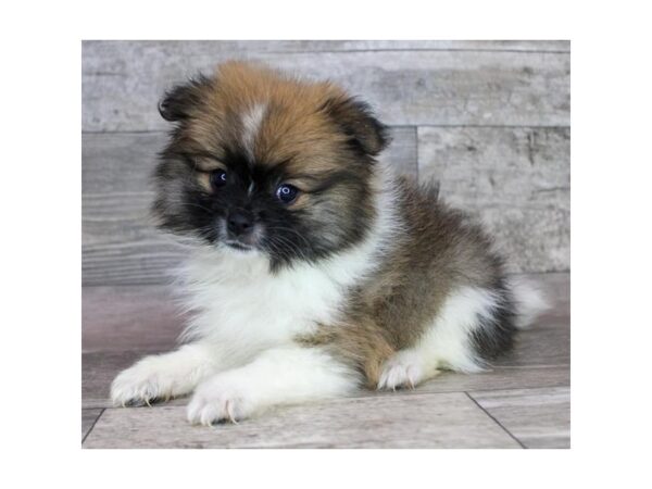 [#1459] Sable / White Female Pomeranian Puppies for Sale