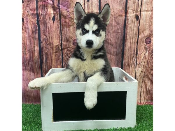 [#28709] Black / White Male Siberian Husky Puppies for Sale
