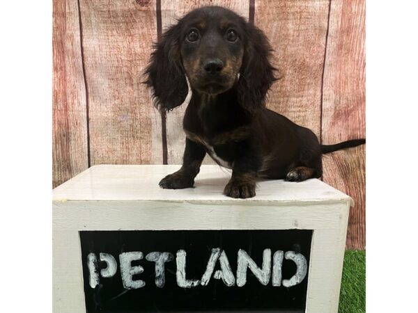 [#28654] Black and Tan Female Dachshund Puppies for Sale