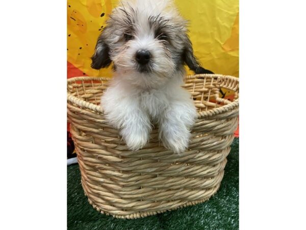 [#1409] Silver Sable Female Havanese Puppies for Sale