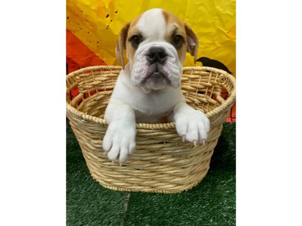 [#1396] Red / White Male English Bulldog Puppies for Sale