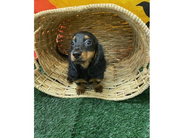 [#1405] Black / Tan Male Dachshund Puppies for Sale