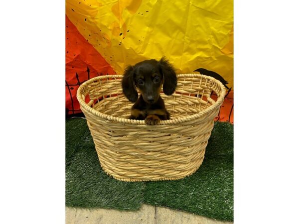 [#1387] Black and Tan Female Dachshund Puppies for Sale