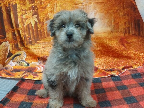 [#1453] White and Sable Merle Female Pompoo Puppies for Sale