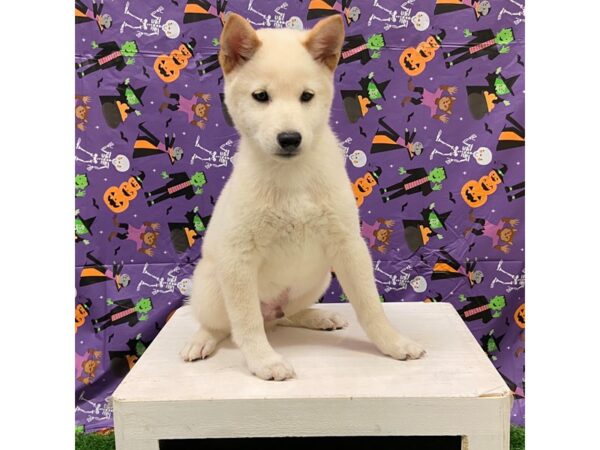 [#28785] Cream Male Shiba Inu Puppies for Sale