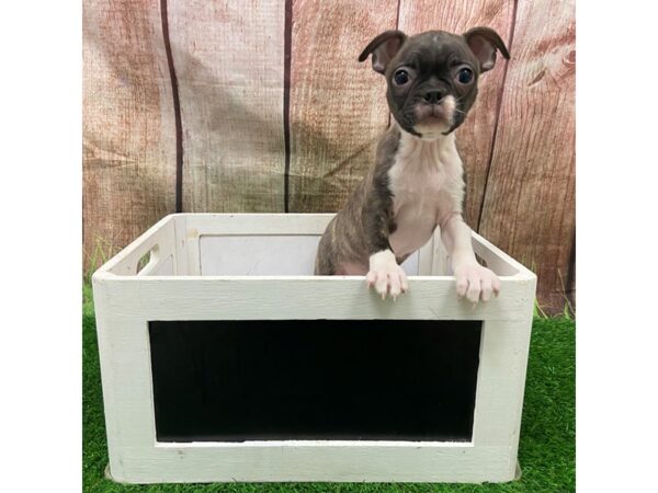 [#28819] Brindle Female Boston Terrier Puppies for Sale