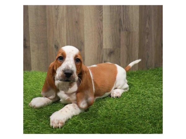 [#28845] Red / White Female Basset Hound Puppies for Sale