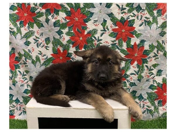[#28884] Black / Tan Female German Shepherd Dog Puppies for Sale
