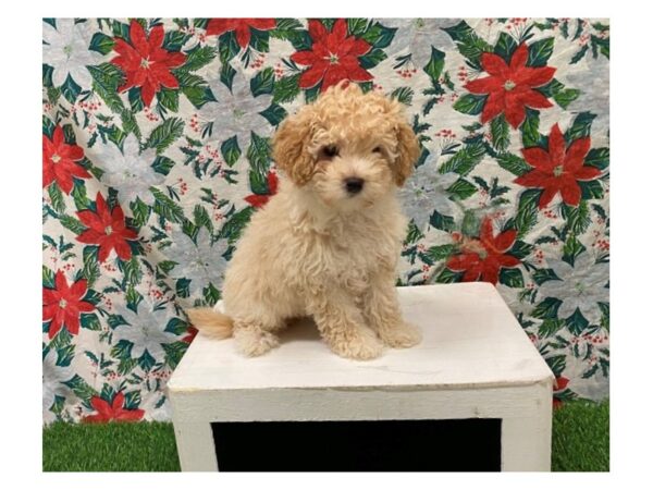[#28846] Apricot Female Bernedoodle Mini 2nd Gen Puppies for Sale