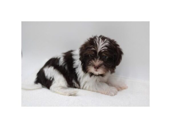 [#28905] Chocolate / White Female Malshi Puppies for Sale