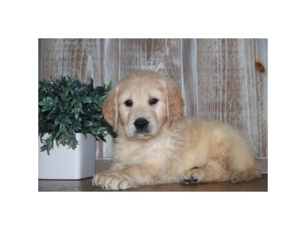[#28909] Cream Male Golden Retriever Puppies for Sale