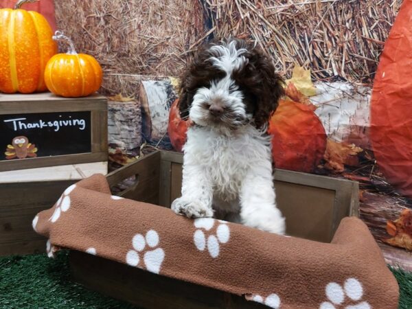 [#1616] Brown and White Female Cockapoo Puppies for Sale