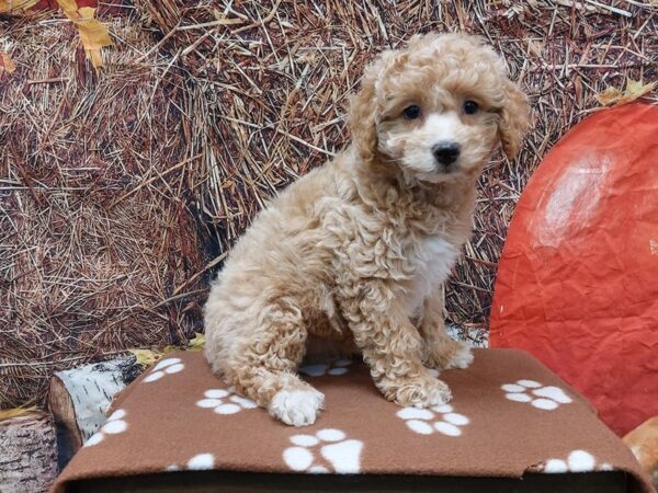 [#1632] Tan / White Female Poodle Puppies for Sale