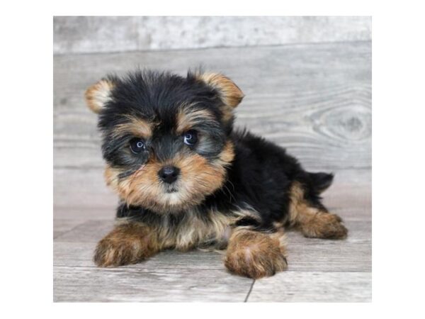 [#28922] Black / Tan Female Yorkshire Terrier Puppies for Sale