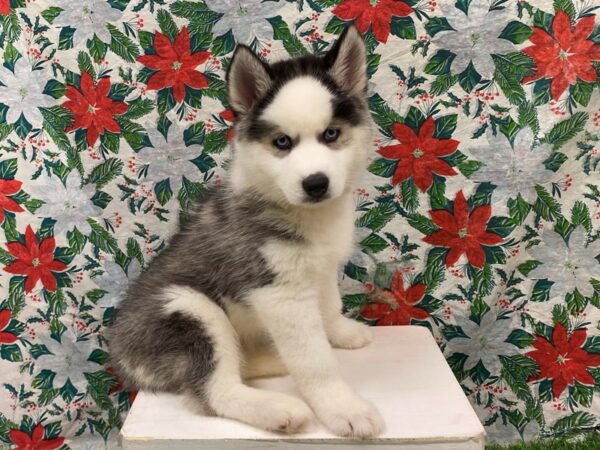 [#28915] Black / White Male Siberian Husky Puppies for Sale