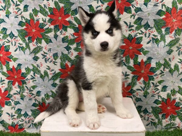 [#28914] Black / White Female Siberian Husky Puppies for Sale