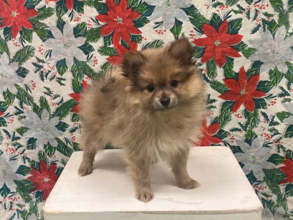 [#28901] Sable Female Pomeranian Puppies for Sale