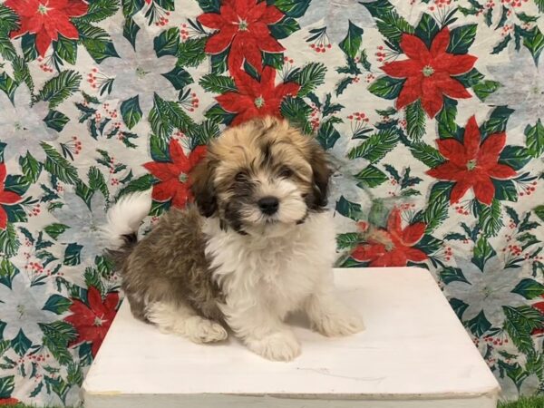 [#28899] White / Brown Male Havanese Puppies for Sale