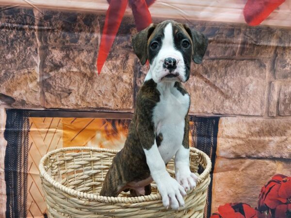 [#1661] Brindle Male Boxer Puppies for Sale