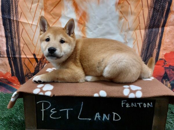 [#1649] Red Sesame Male Shiba Inu Puppies for Sale