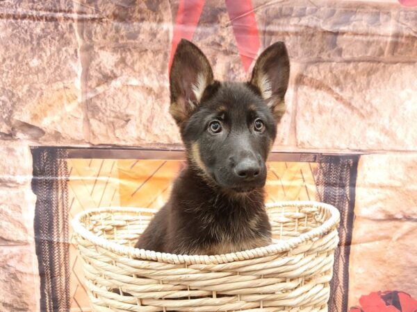 [#1643] Black and Tan Male German Shepherd Puppies for Sale