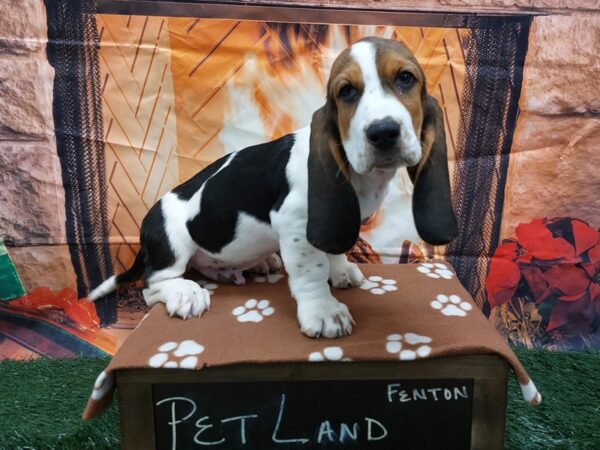 [#1646] Black White and Tan Male Basset Hound Puppies for Sale