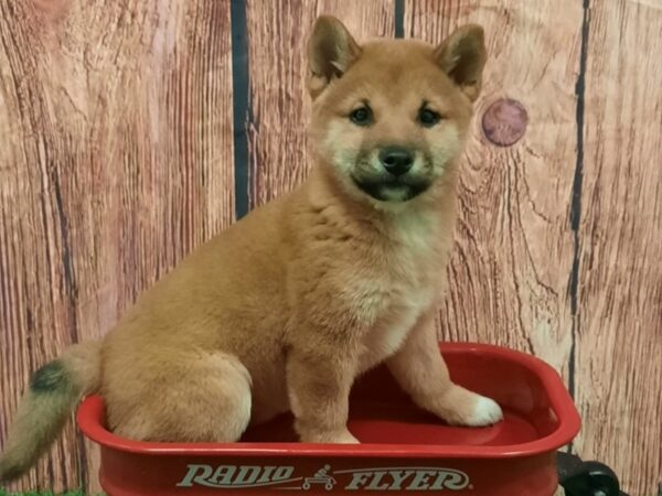 [#28934] Red Sesame Female Shiba Inu Puppies for Sale