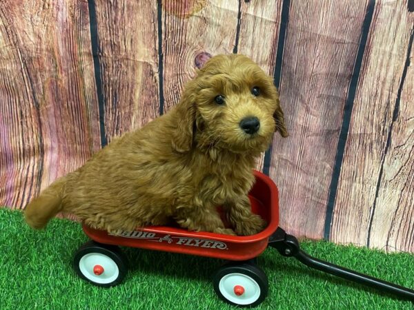 [#28939] Red Male Goldendoodle Mini Puppies for Sale
