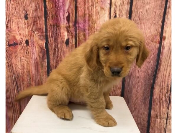 [#28932] Cream Male Golden Retriever Puppies for Sale